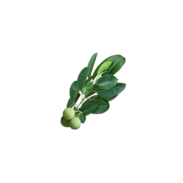 Huile de Calophylle