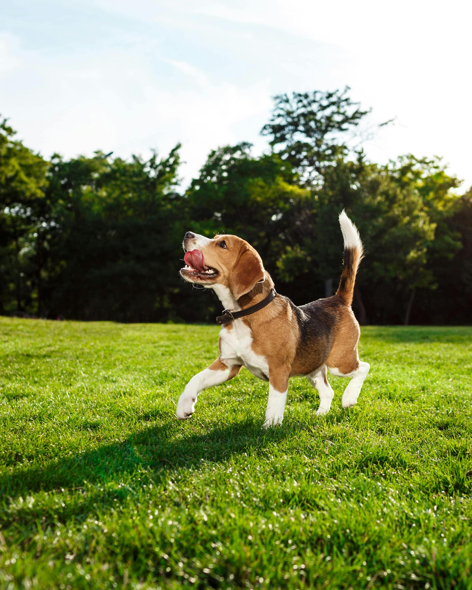 water drainage solutions for healthy lawn