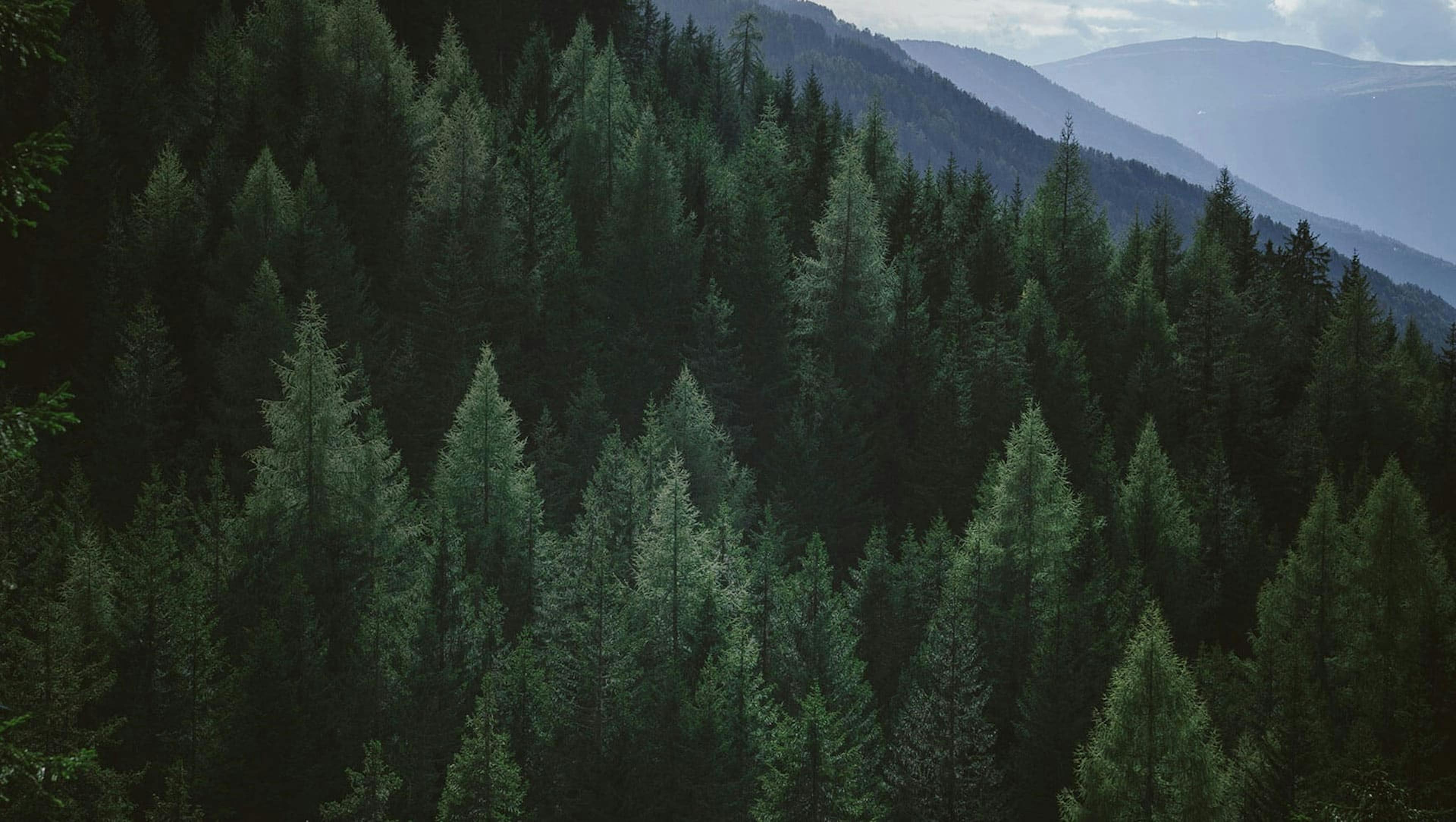 An expanse of evergreen trees on a mountain side with more rolling mountains in the distance