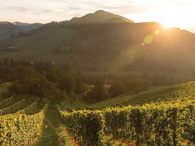 the sun peeks over a tree covered small mountain with a small house in a valley with lines of grape vines leading down to it