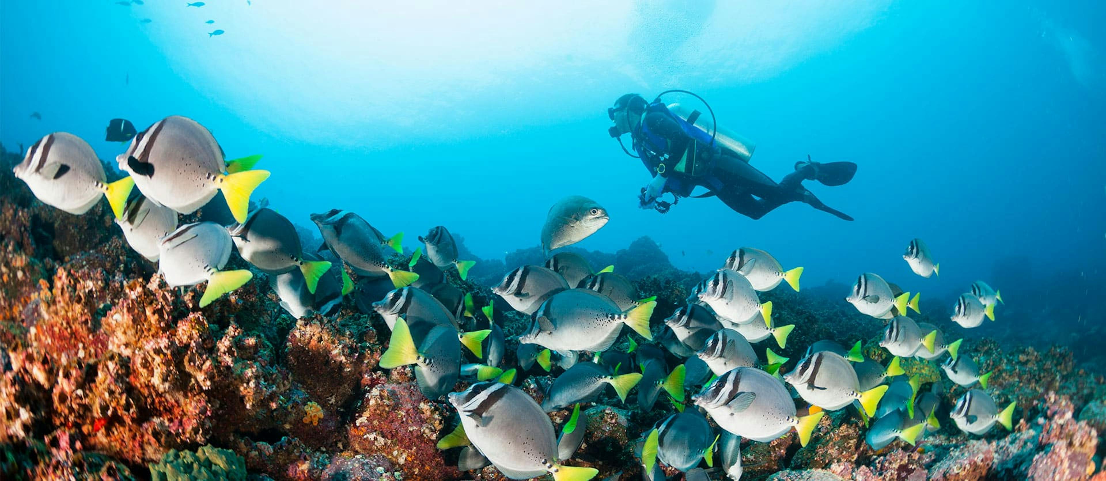 scuba diver swims among fish and reefs