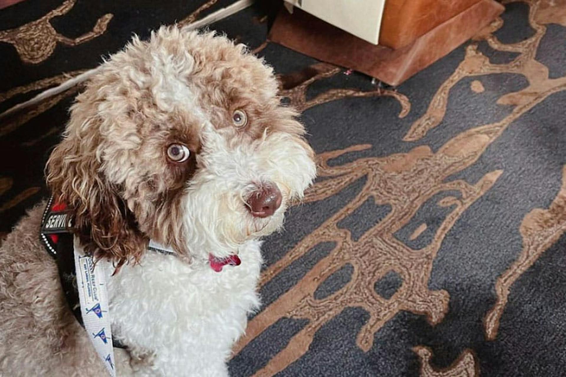 Flexjet Pets and Jets