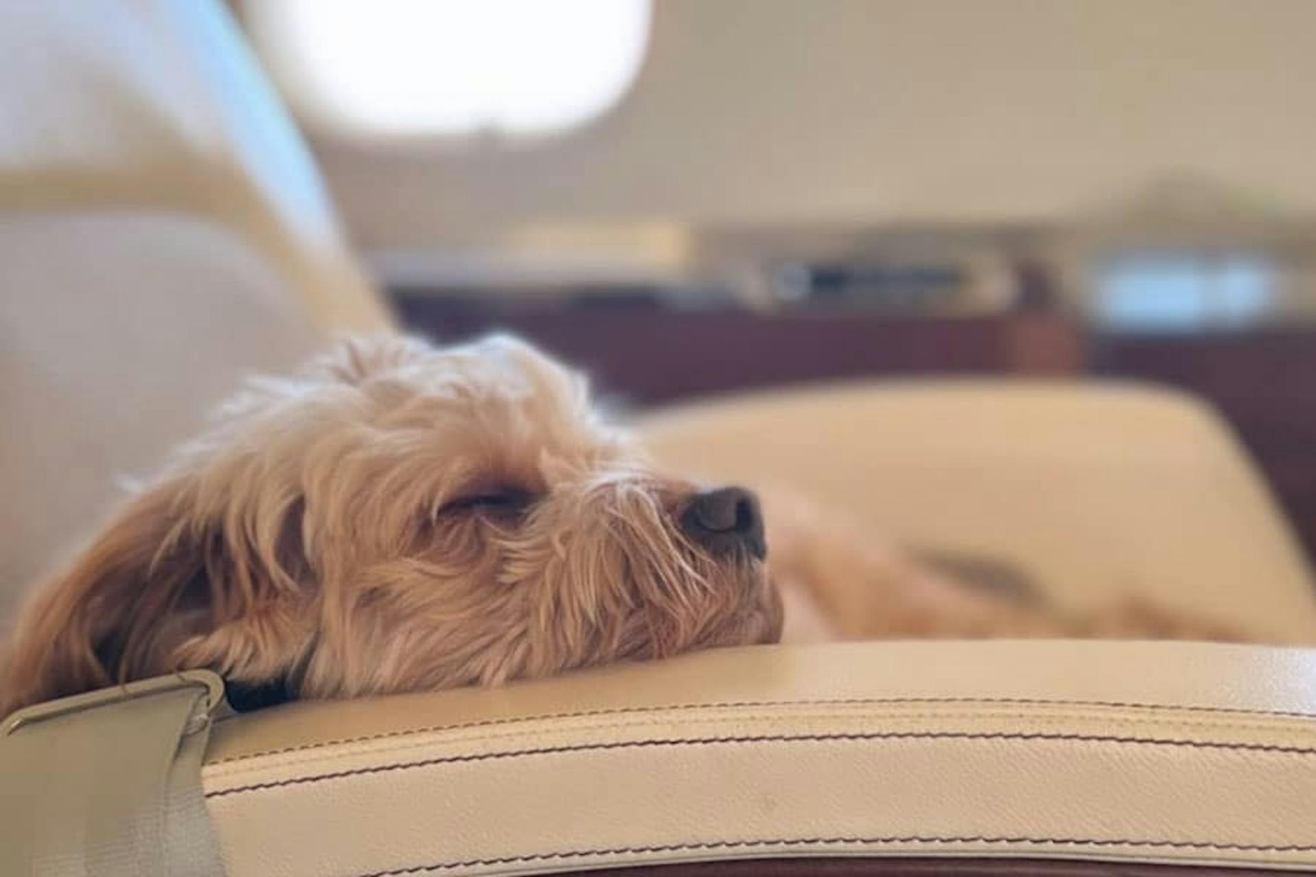 Flexjet Pets and Jets
