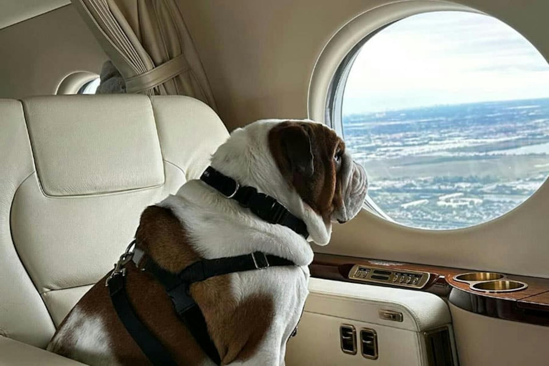 Flexjet Pets and Jets