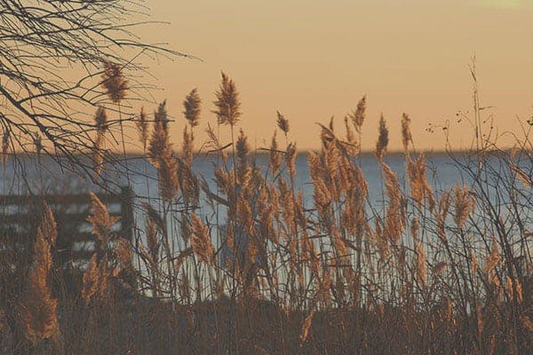 tall grass overlooking a lake