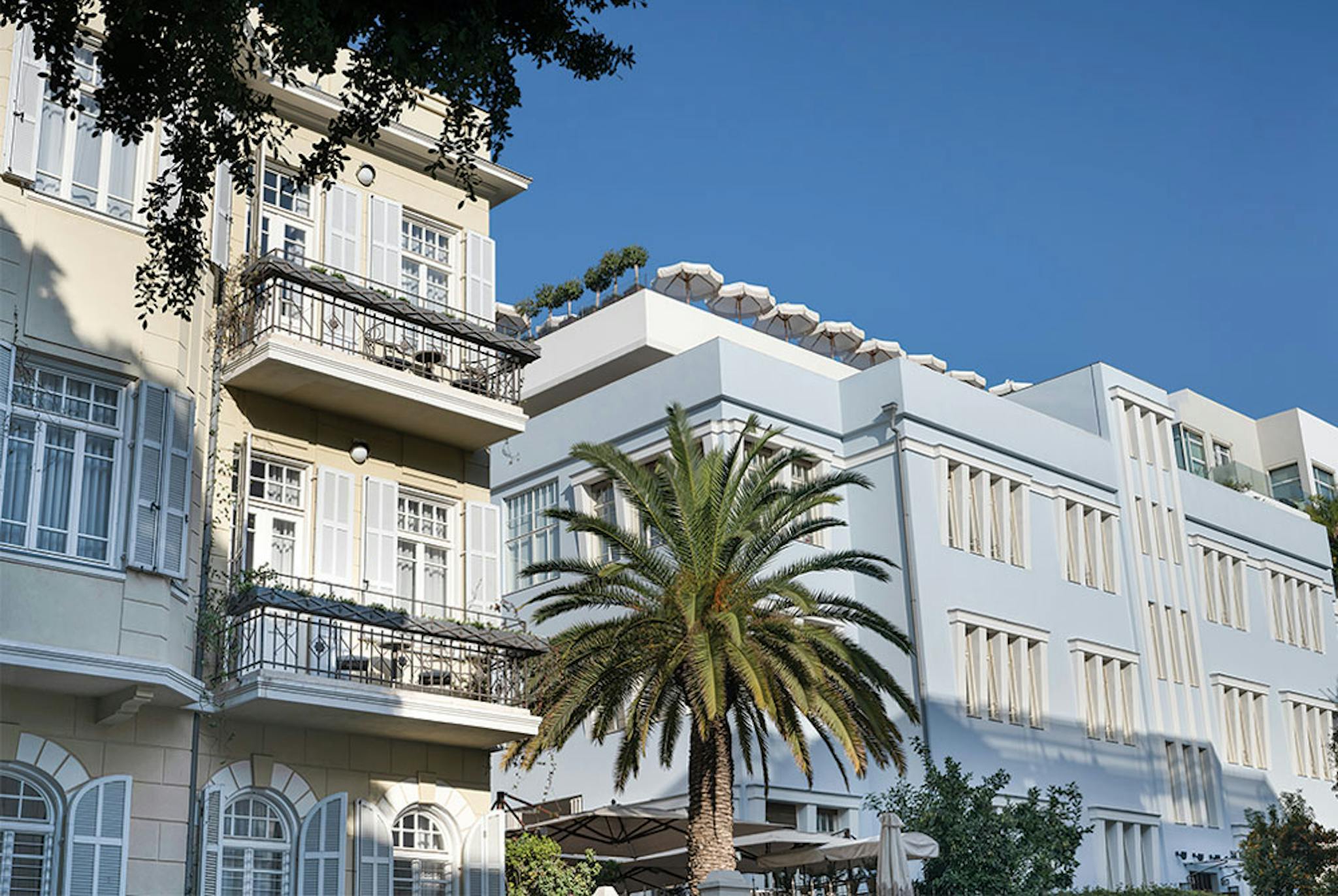 white buildings and palm tree