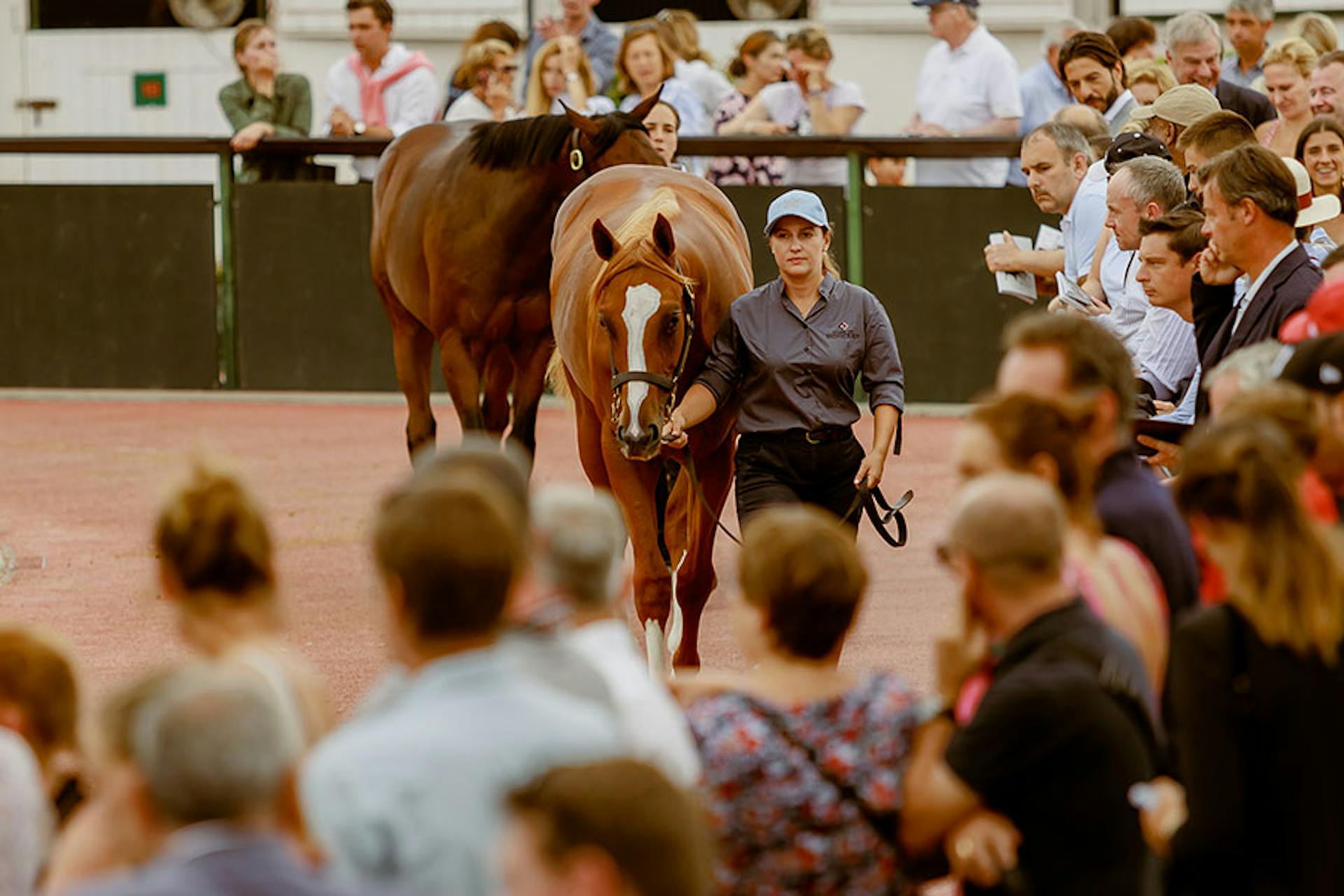 A horse being led in front of spectators