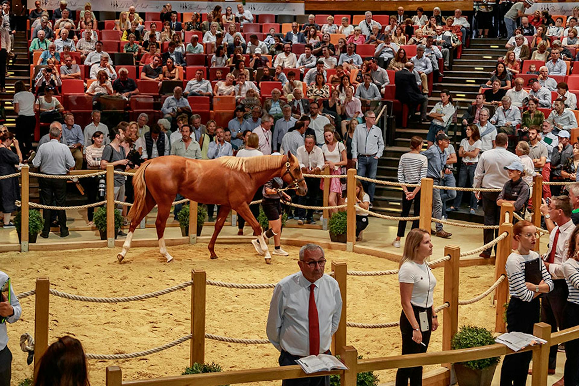 A horse being led in the center of an arena