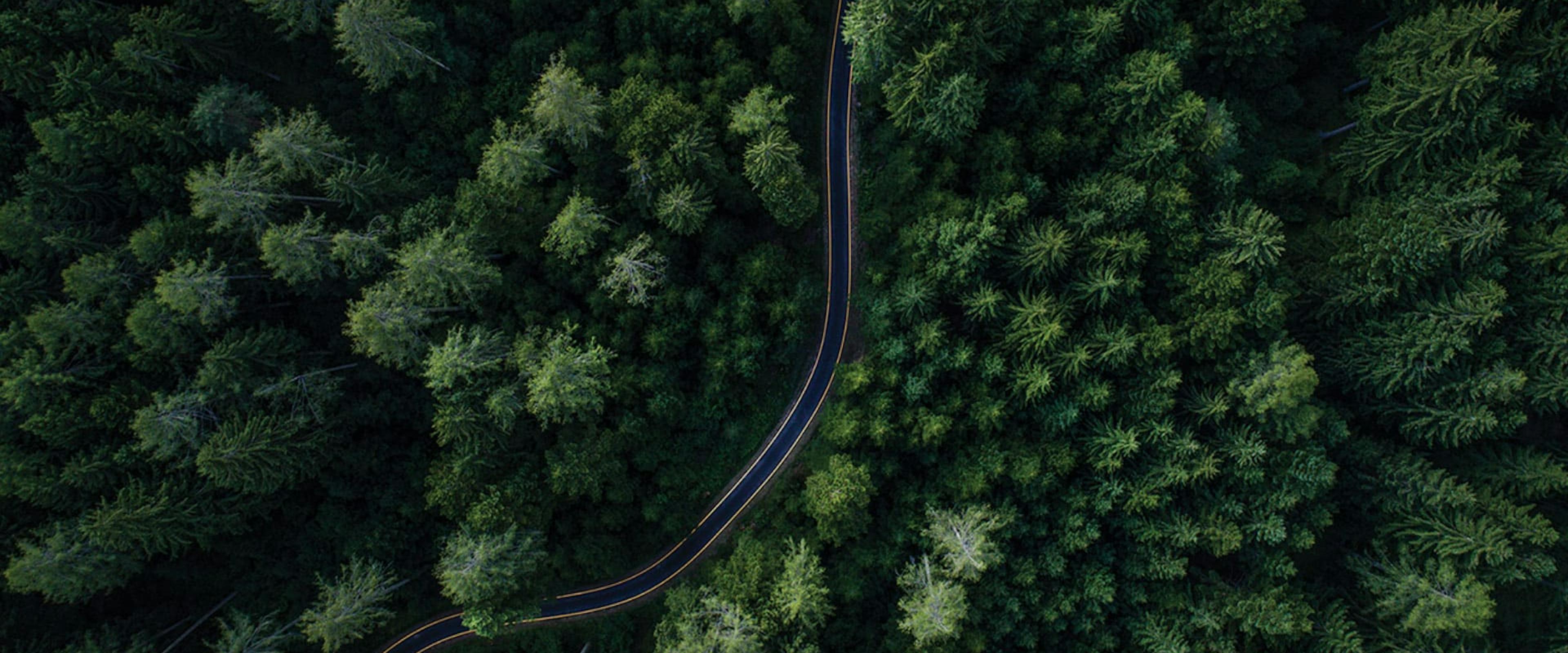 aerial view, top down, of a road cutting through tall green trees