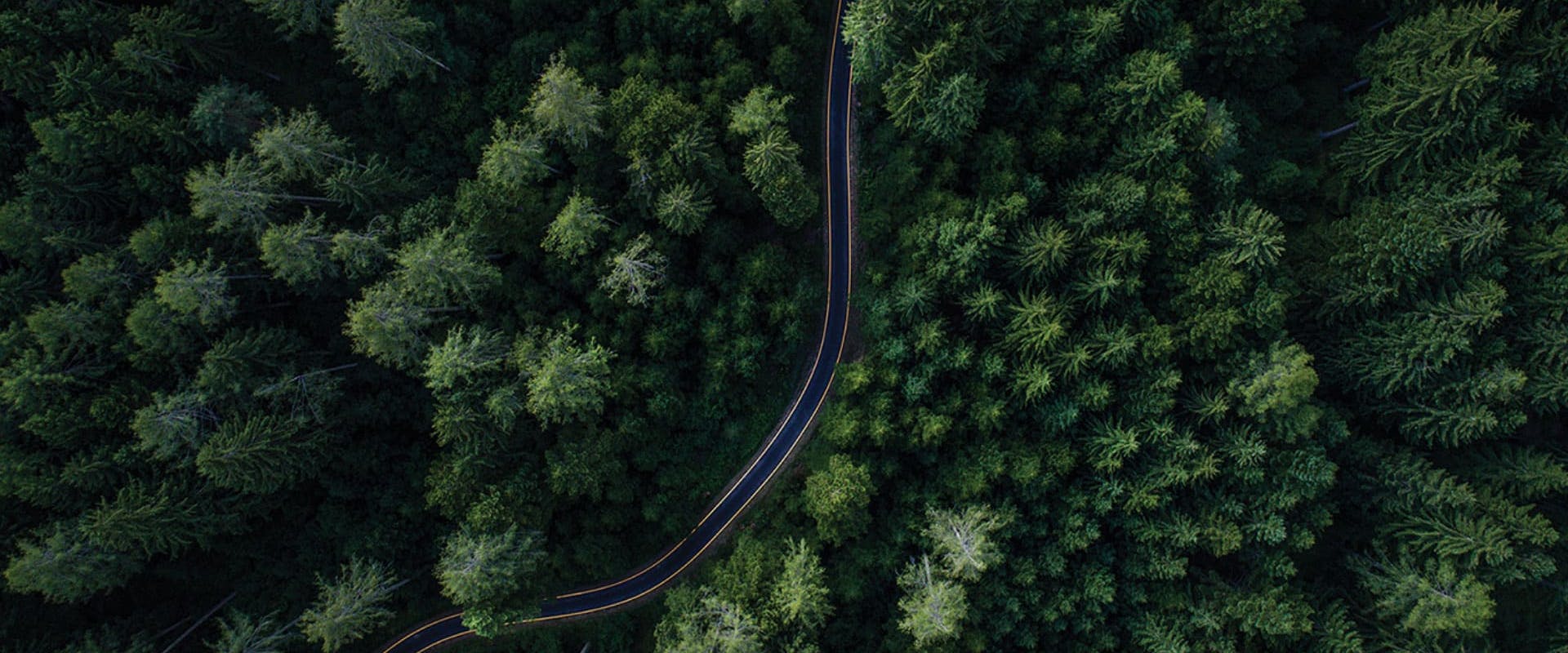 aerial view, top down, of a road cutting through tall green trees