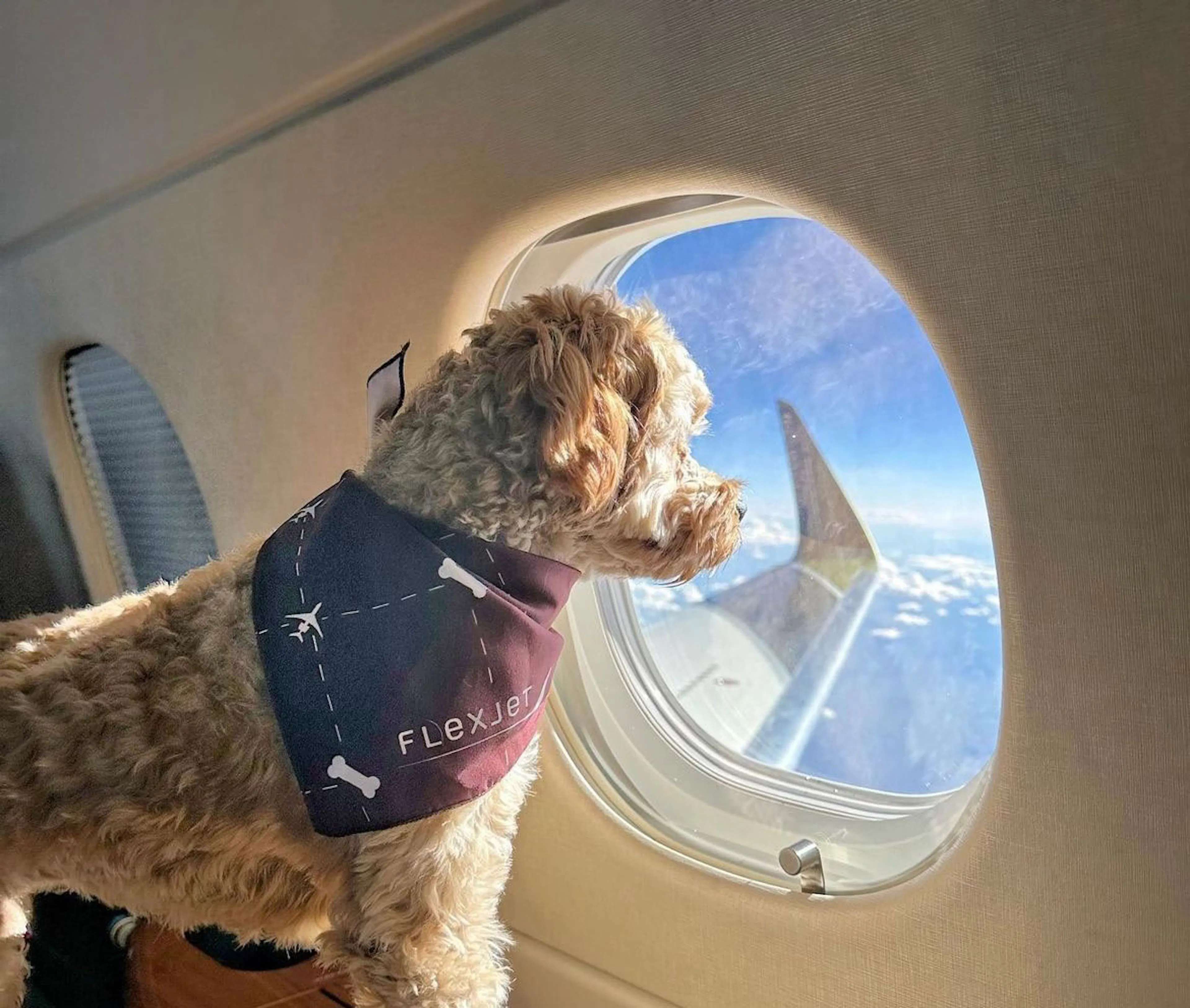 A dog on a flying jet looking through the window to the scenery below
