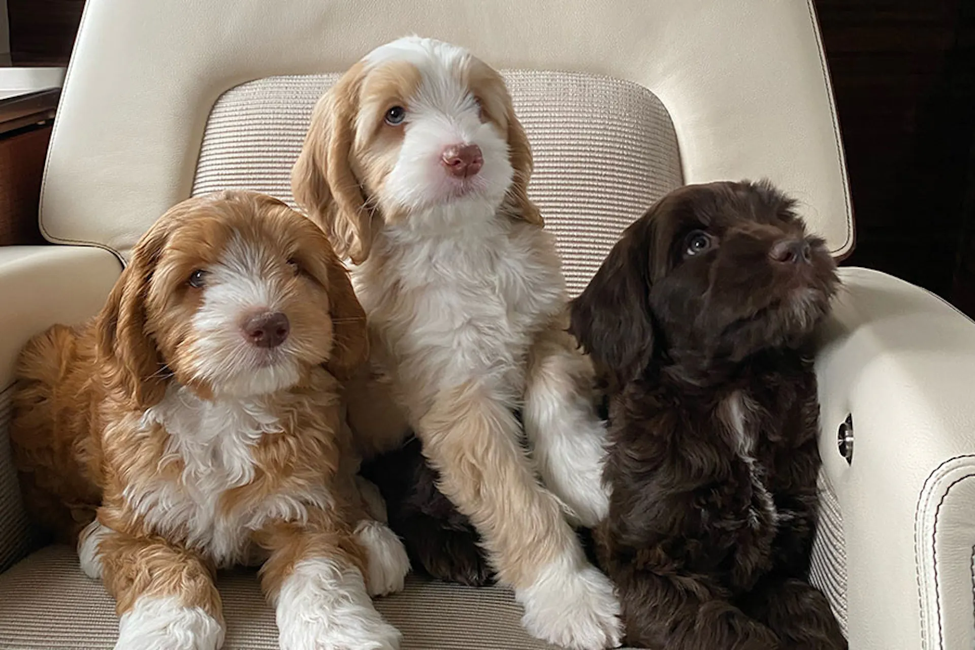 Three Puppies on Plane's seat
