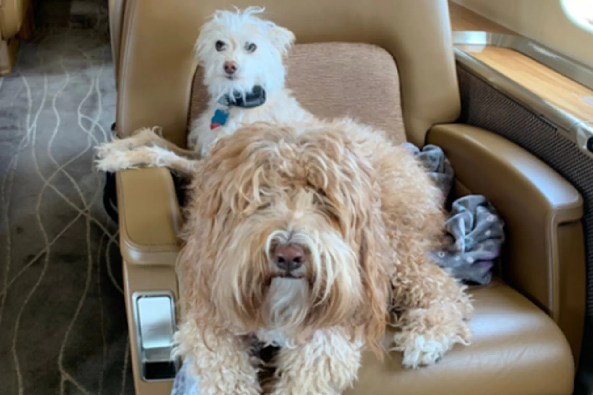 Poochies on Jets