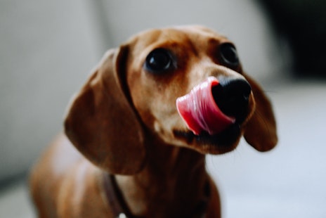 Dachshund Hazel sticks out her tongue