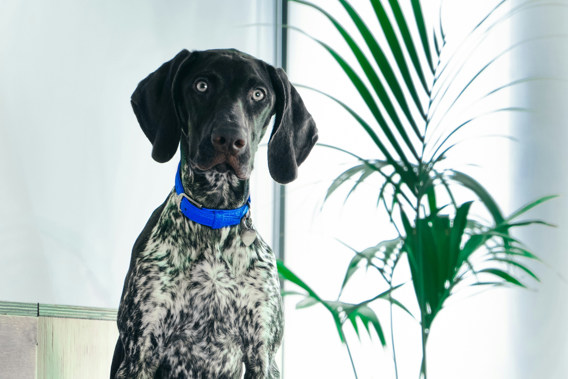 Hunting dog Heidi wears a blue collar