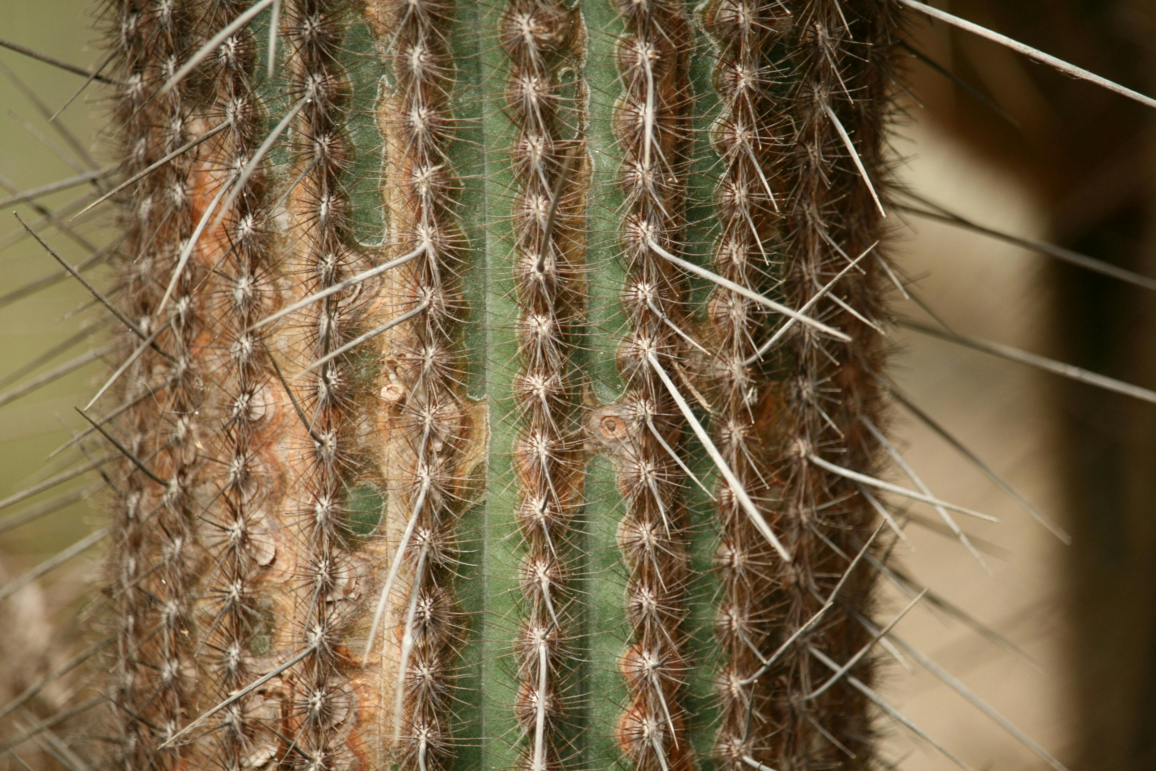 Cactus with long needles background