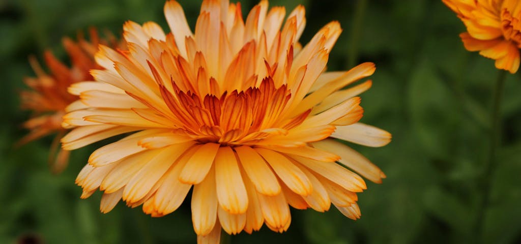 Blume des Lebens: Bedeutung, Ursprung und Symbolik Banner