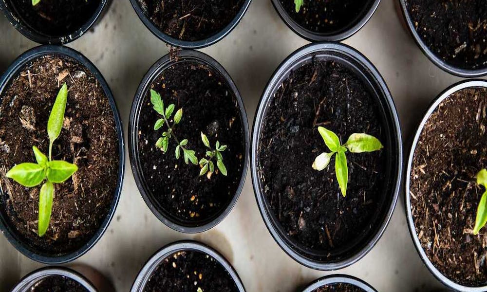 Gartentipps für Anfänger: Einen grünen Daumen entwickeln Banner