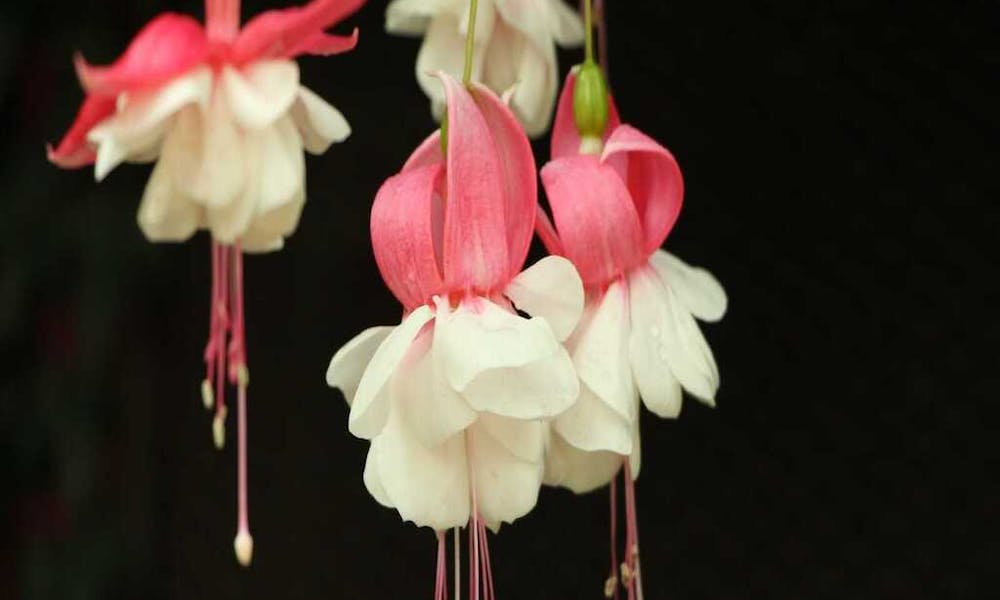 Seltene und exotische Blumen: Verborgene Schätze der Natur