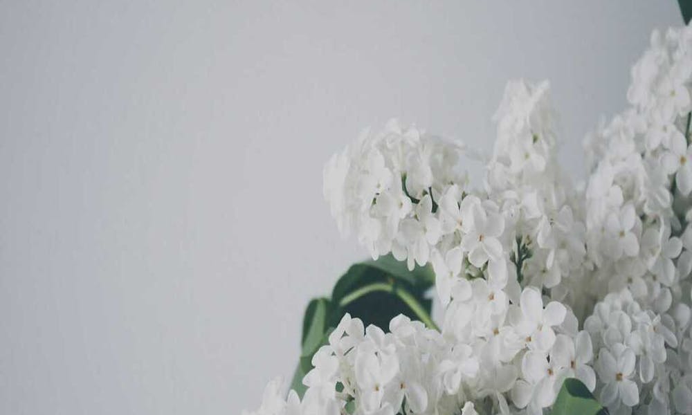 Blumenpflege 101: So bleiben Ihre Blüten frisch und leuchtend