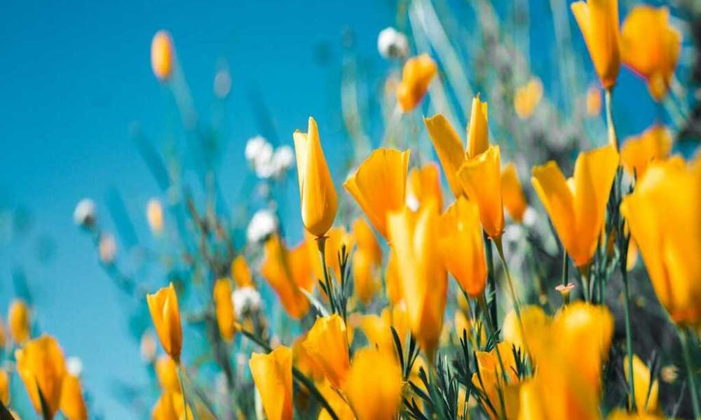 Saisonaler Blumenführer: Blühende Schönheiten für jede Jahreszeit