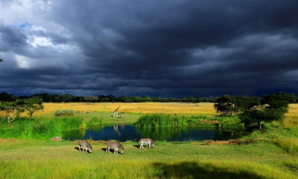 Świętowanie życia z kwiatami na ulicach Harare