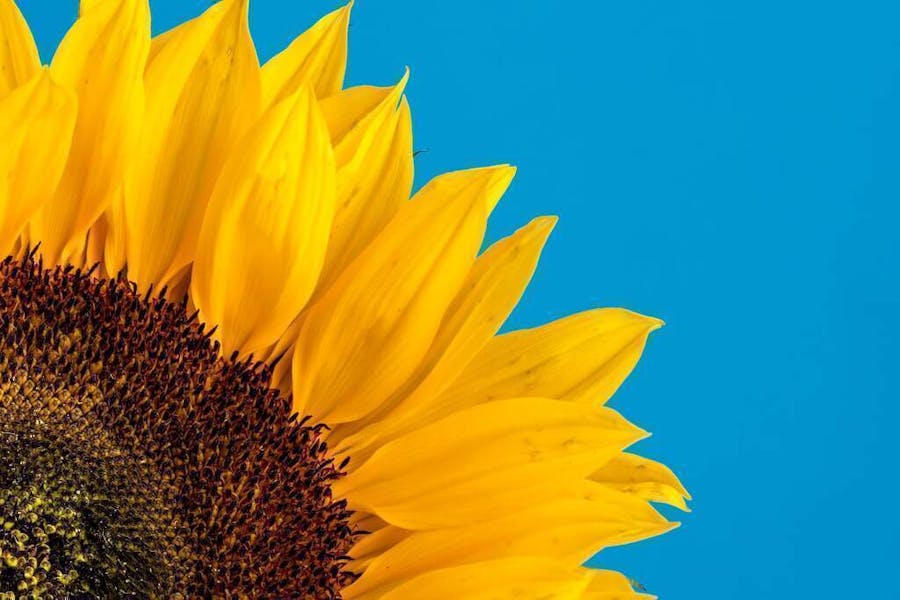 When Are Sunflowers in Season: A Guide to Enjoying Nature’s Golden Beauties