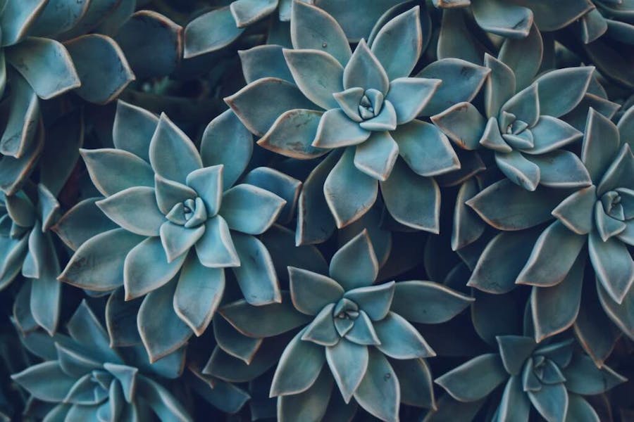 The Beauty of Succulent Plants: A Guide to Various Succulent Plant Names