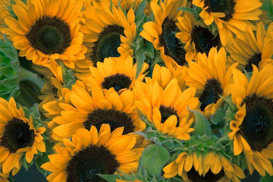 how to keep sunflowers alive