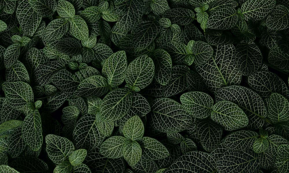 Top 15 Plantas que Você Não Pode Matar: Verde para Todo Jardineiro Banner