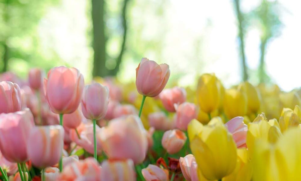 Dostawa Kwiatów Tego Samego Dnia z Floraqueen
