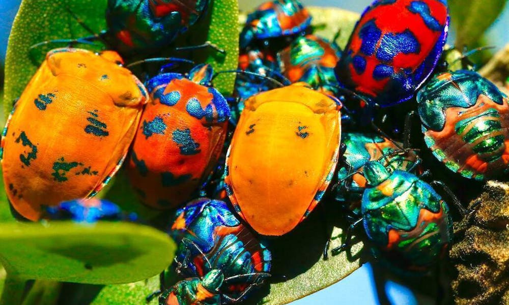Pflanzen, die Insekten fernhalten: Natürliche Schädlingsbekämpfung für Ihr Zuhause Banner
