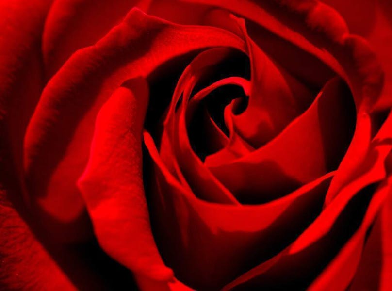 The Meaning and Symbolism Behind Red Roses