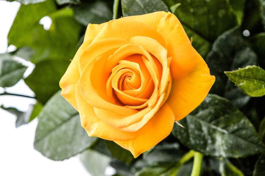 Yellow Rose Meaning in Relationship: Unveiling the Symbolism of Love and Connection