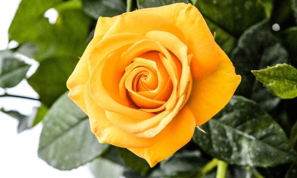 Significado da Rosa Amarela em Relacionamentos: Revelando o Simbolismo do Amor e Conexão Banner