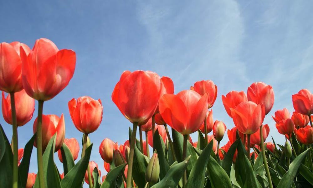 Czy tulipany są bylinami? Odkrywając tajemnicę roślin tulipanów