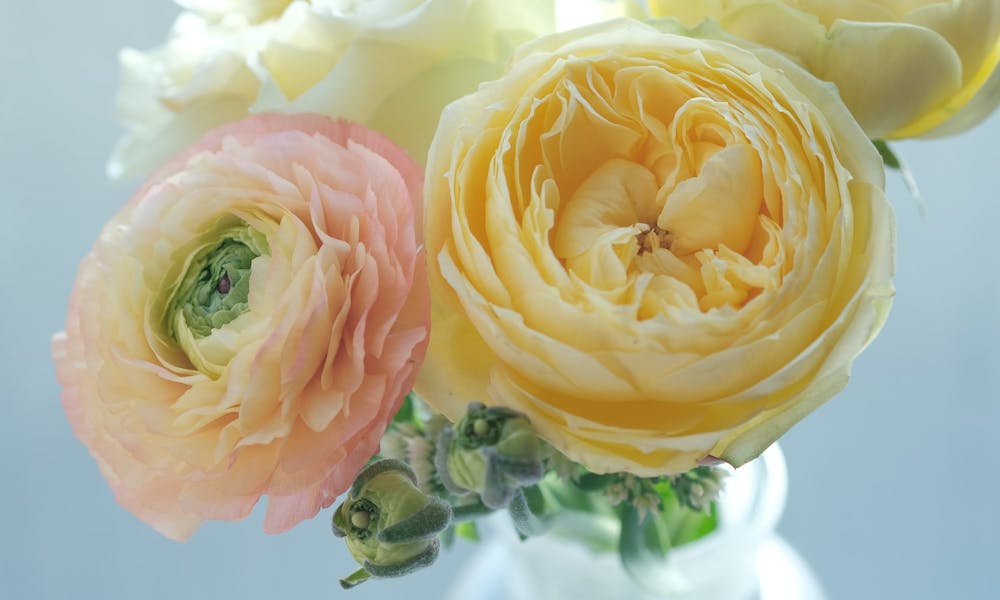 Ranunculus'un Büyüleyici Güzelliği: Tam Kılavuz Afişi