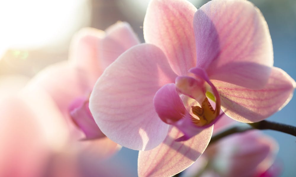 Como Cuidar de uma Orquídea: Um Guia Completo para o Cuidado com Orquídeas