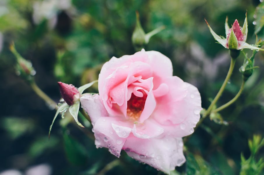 How to Grow Roses from Cuttings: A Comprehensive Guide