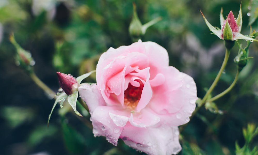 Como Cultivar Rosas a Partir de Estacas: Um Guia Completo