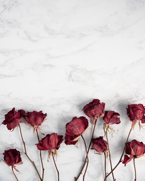 How to Preserve Roses: A Complete Guide to Keeping Your Roses Fresh