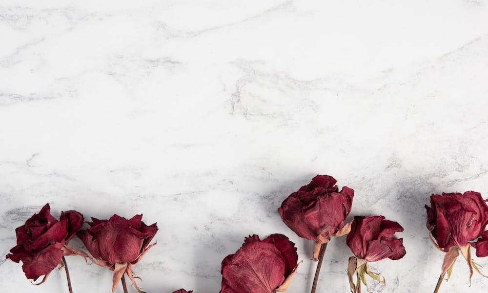 Rosen konservieren: Ein umfassender Leitfaden zum Frischhalten Ihrer Rosen Banner