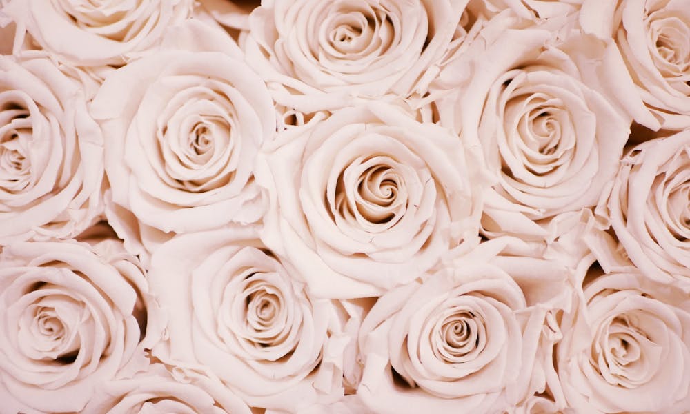 Como Podar Rosas: Um Guia Abrangente para a Poda de Rosas