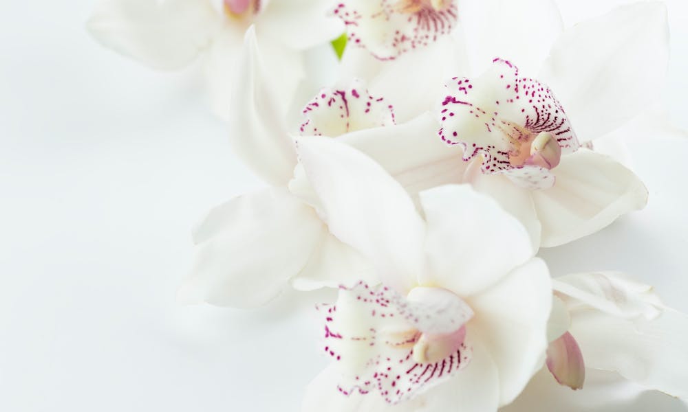 o que enviar quando alguém morre em vez de flores Banner