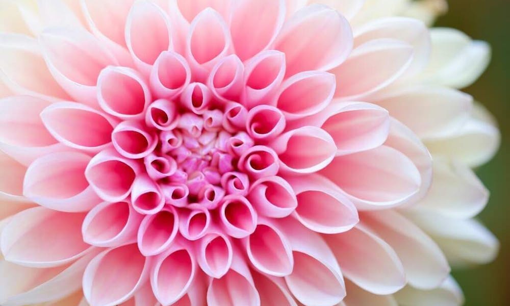 Kompleksowy przewodnik po zamawianiu kwiatów do Europy z FloraQueen