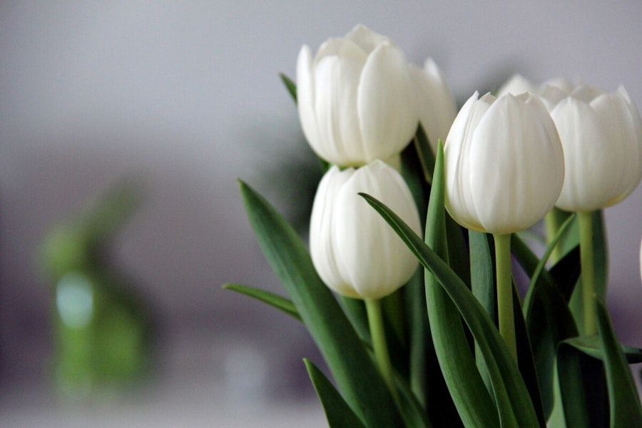 The Meaning of White Tulips Symbolism and Significance