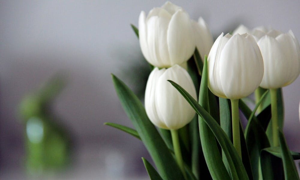Znaczenie białych tulipanów: symbolika i znaczenie