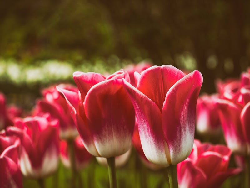 Why Are My Tulips Opening Up So Much?