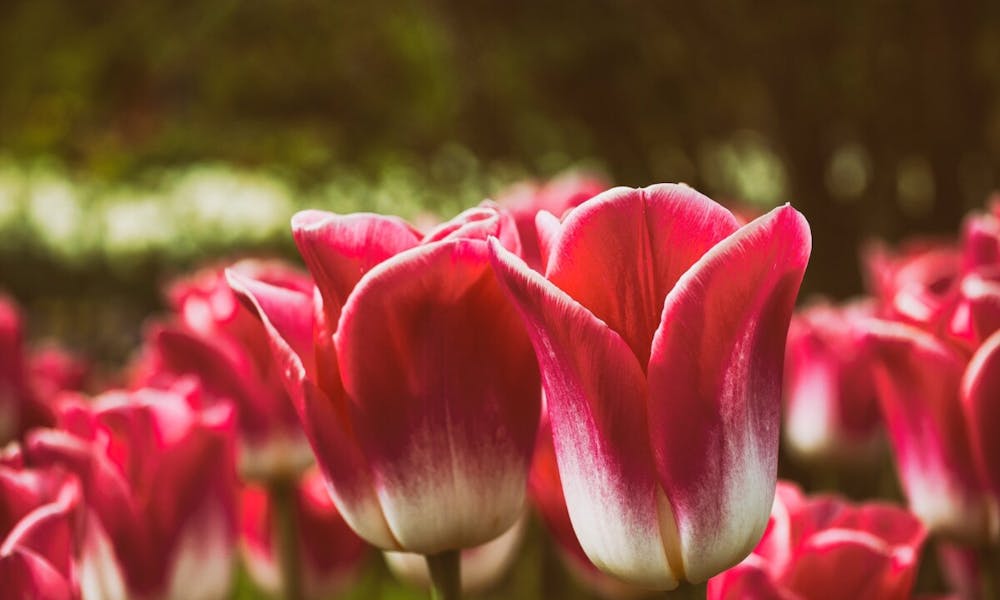 Dlaczego moje tulipany tak bardzo się otwierają? Baner