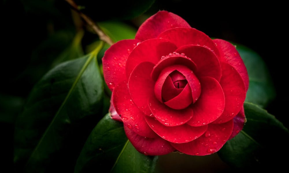 Desvendando o Significado das Flores Vermelhas Banner